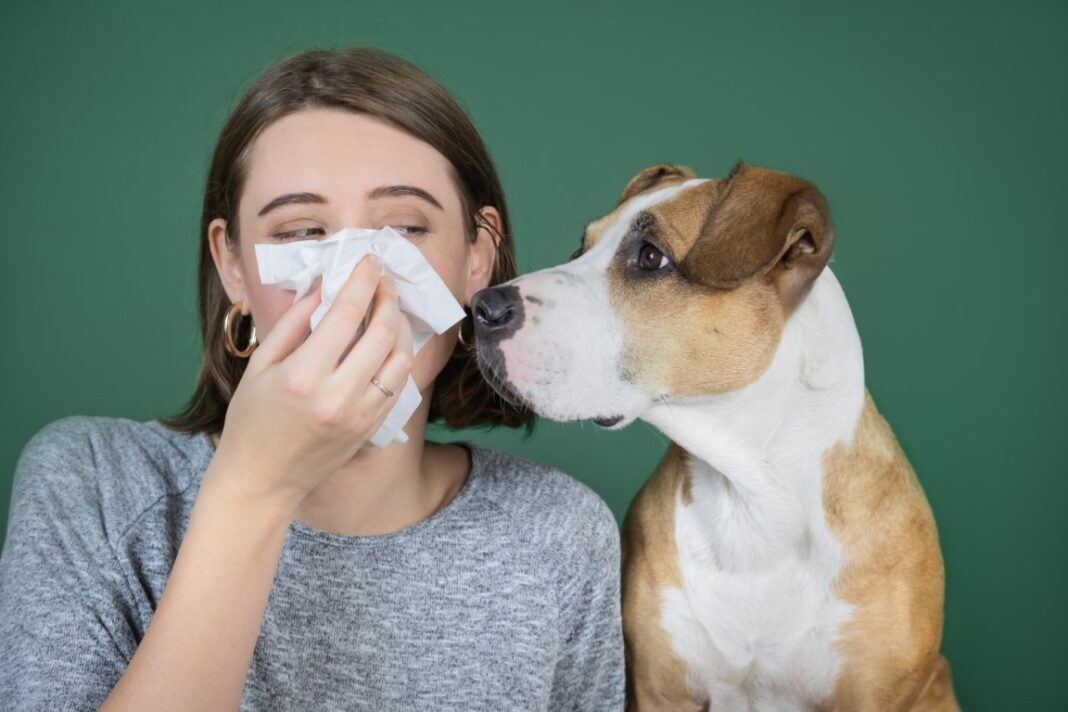 allergie aux chiens