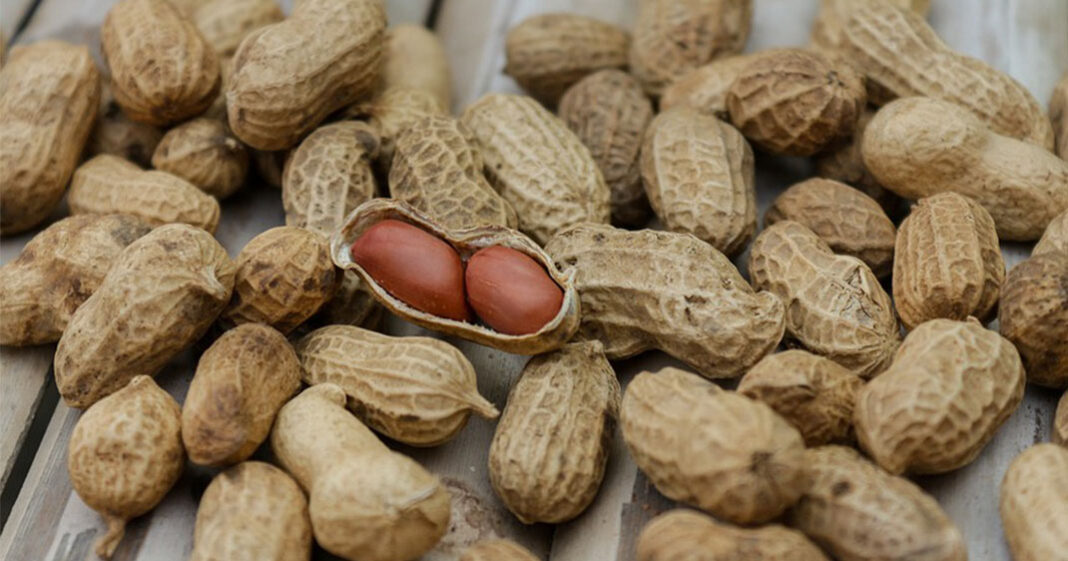 Un nouveau traitement permettrait de soigner en douceur l'allergie aux arachides