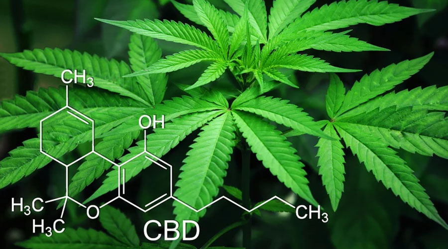 Le THC et le CBD, les composés actifs du cannabis