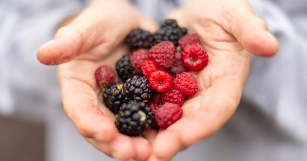 Les fruits rouges aident à combattre le vieillissement des cellules