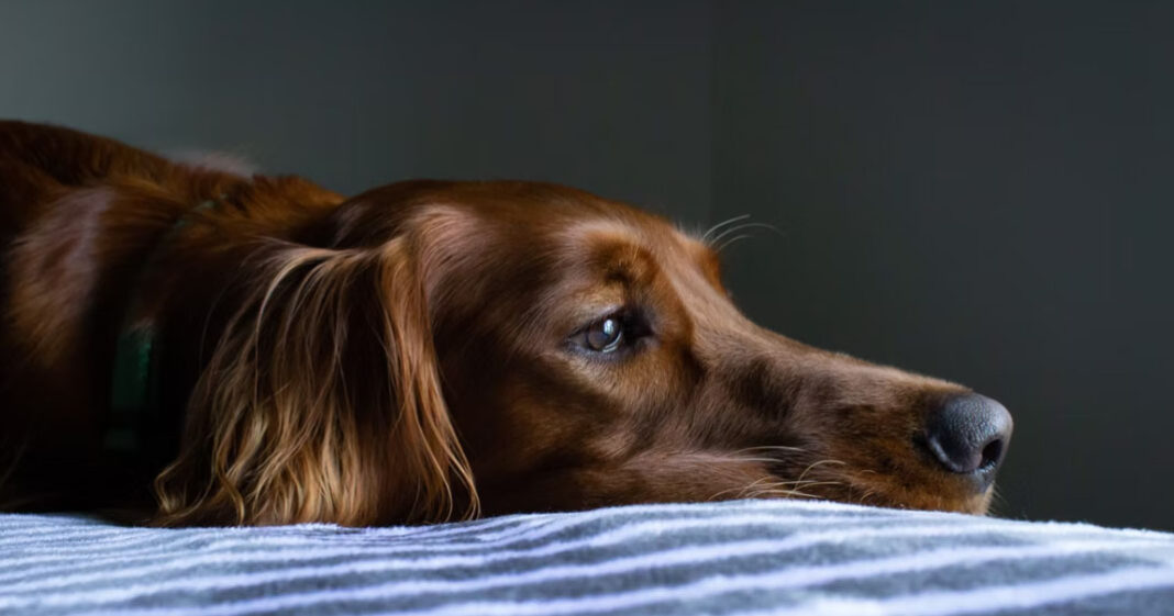 Les chiens réagissent de la même manière au deuil que les hommes