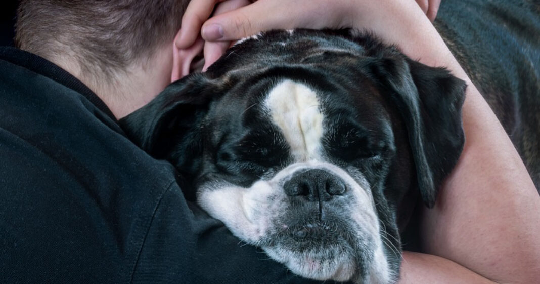 Les chiens calmeraient les patients et leur feraient oublier les douleurs
