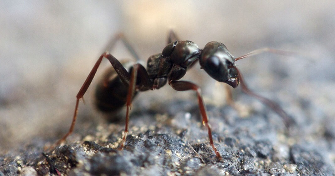 L'odorat des fourmis est capable de sentir les cellules cancéreuses