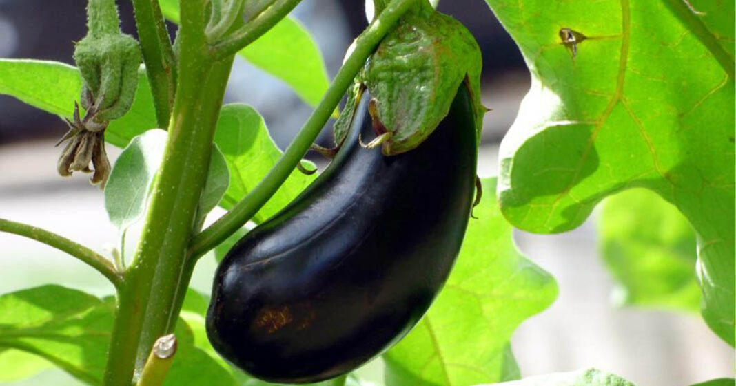Une variété d'aubergine a été mise sous le feu des projecteurs pour de mauvaises raisons