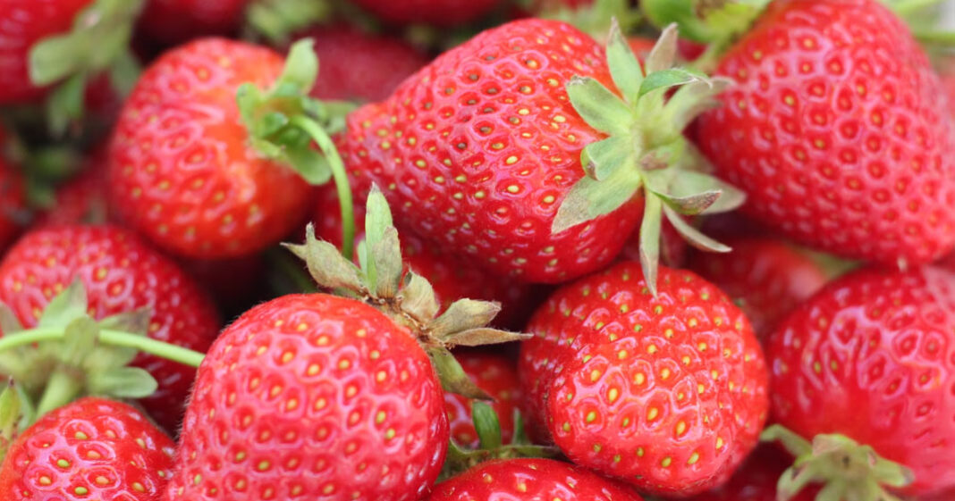 Des fraises bio auraient causés des cas d'hépatite A en Amérique du Nord