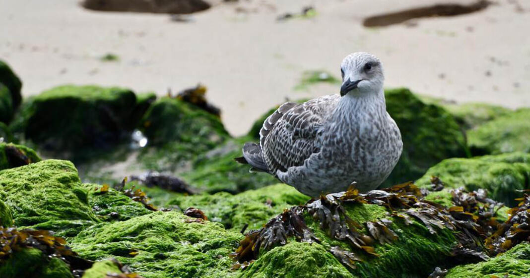 Les algues vertes sont un fléau notamment sur les cotes bretonnes