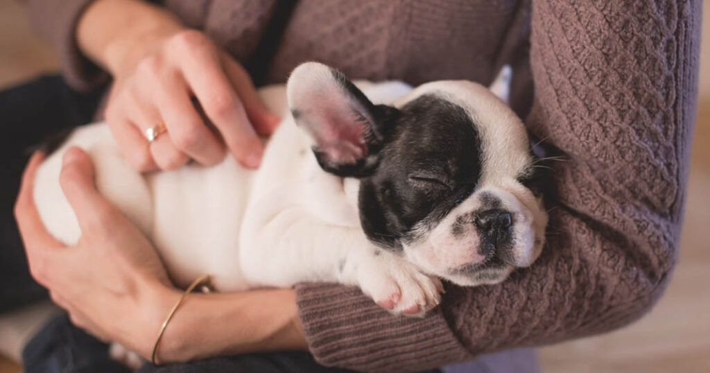 Caresser un chien est bénéfique pour la santé cognitive