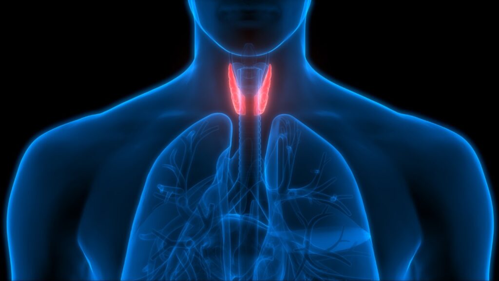 Emplacement de la Thyroïde dans le corps humain