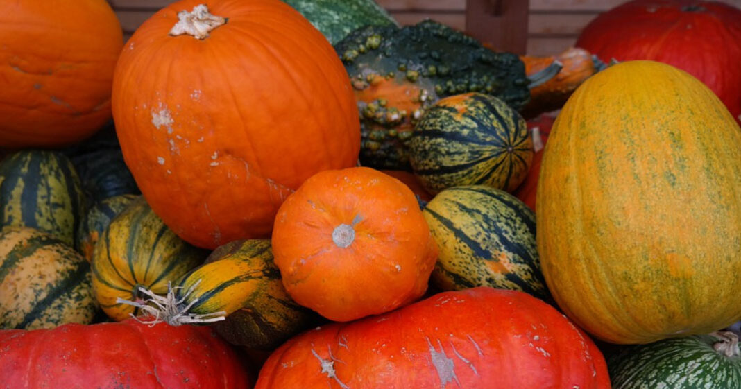 L'Anses a mis en ligne un guide pratique dédié aux courges