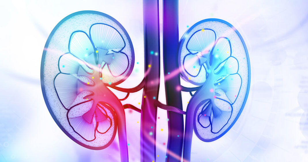 Un cancer du rein a été soigné hors du corps