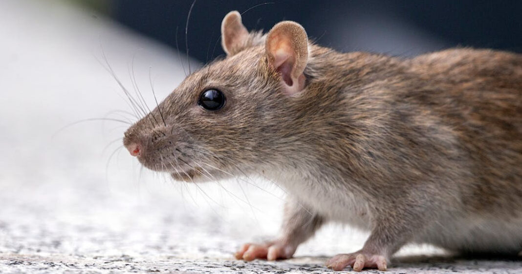 Les rats sont capables de détecter des cancers dans l'urine