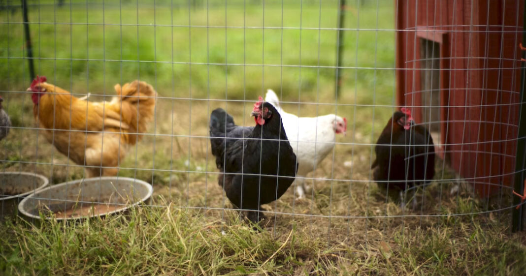 Les œufs pondus dans les poulaillers des particuliers en Ile-de-France peuvent être toxiques