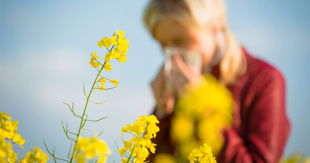 Un vaccin est en développement pour soigner définitivement l'allergie au pollen