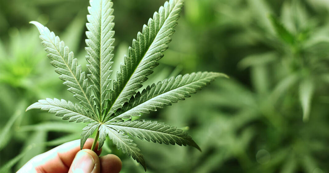 Un dérivé du cannabis, le HHC, peut être acheté légalement