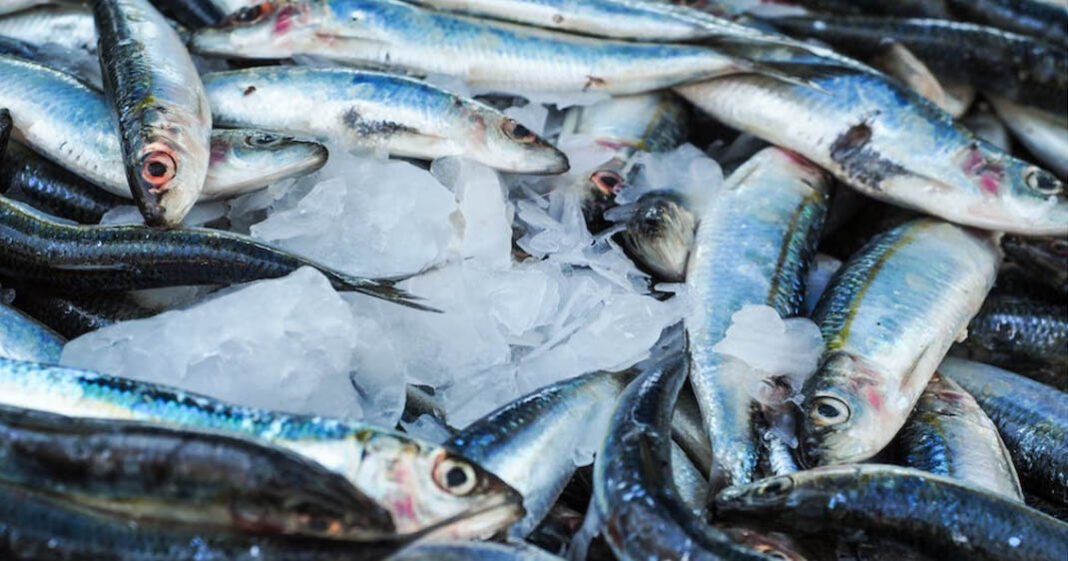 Le poisson peut contenir de plus importantes quantités de mercure en hiver