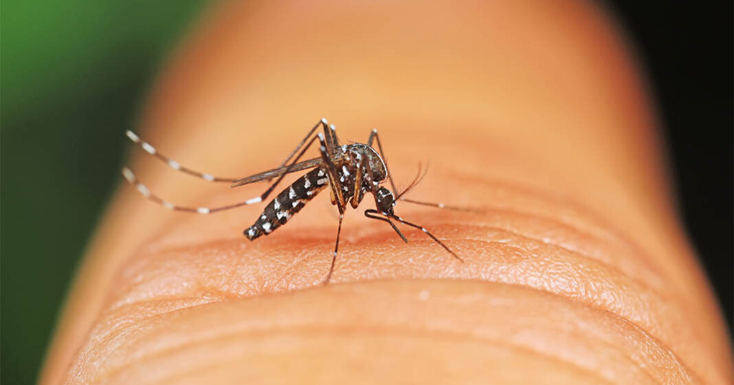Le moustique tire fait des ravages en France, notamment dans les grandes villes
