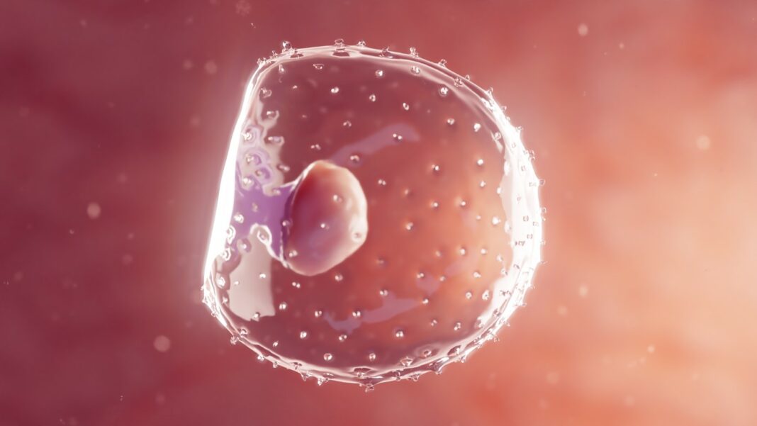 Un embryon dans la première semaine de développement
