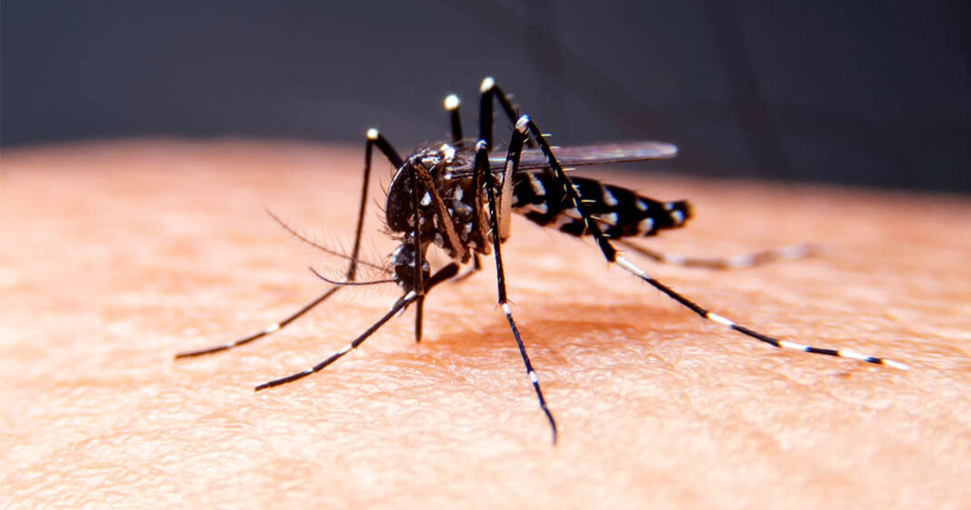 Savoir repérer les cas de dengue suite à une recrudescence des patients