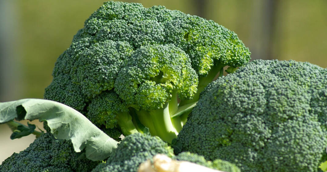 Manger des légumes crucifères est très bénéfique en hiver