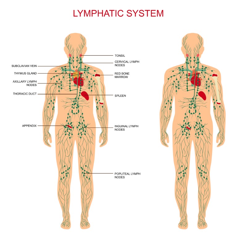 Vue d'ensemble du système lymphatique