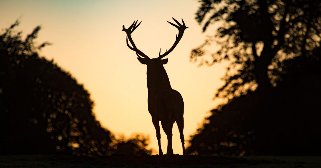 Le cerf zombie inquiète les autorités de santé américaines