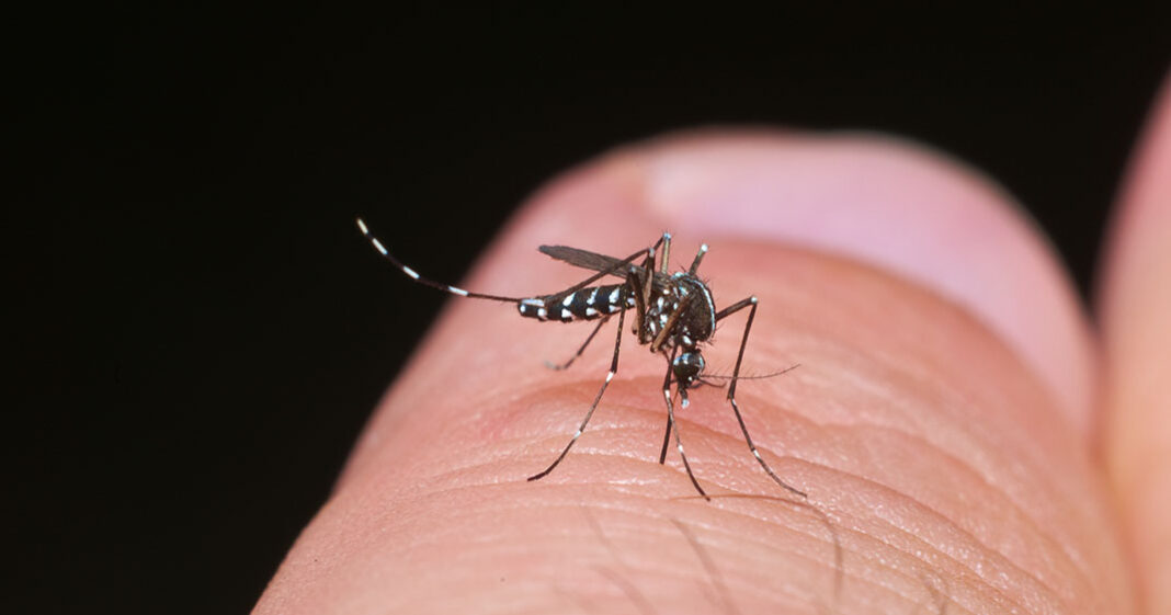 Le moustique-tigre attaque et transmet de plus en plus de virus