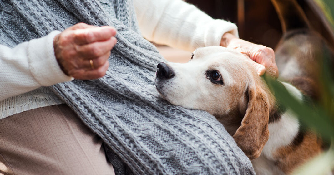 Chiens, chats et autres animaux de compagnie vont pouvoir vivre avec leurs maîtres dans les EHPAD