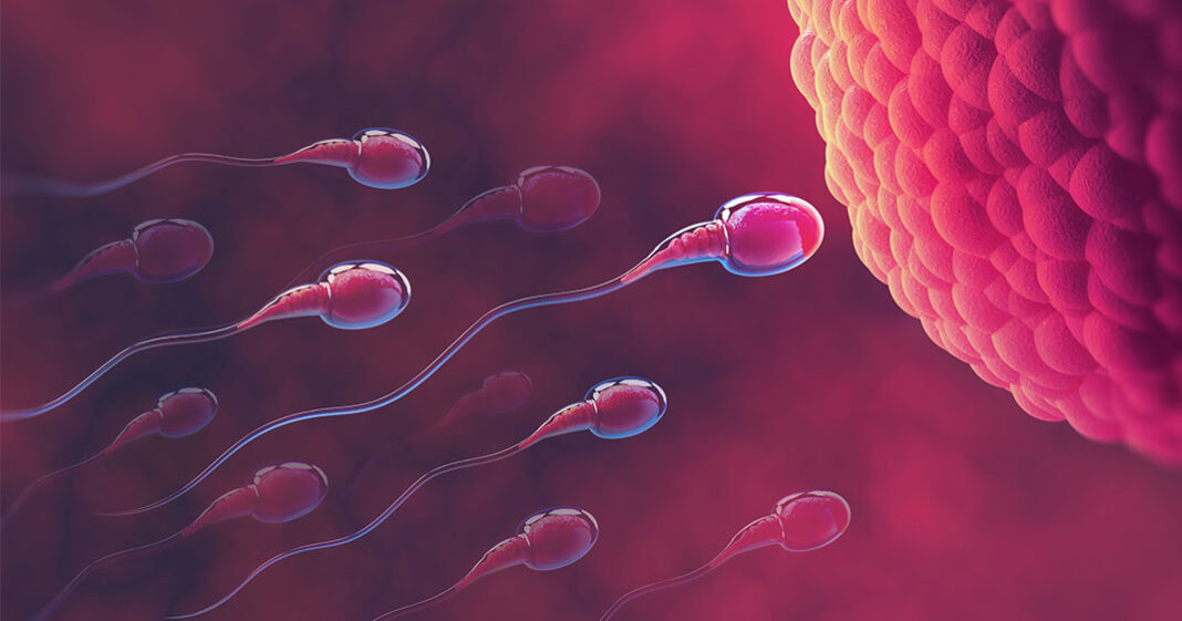 Les chercheurs estiment qu'une baisse massive de la fertilité surviendra en moins de 50 ans