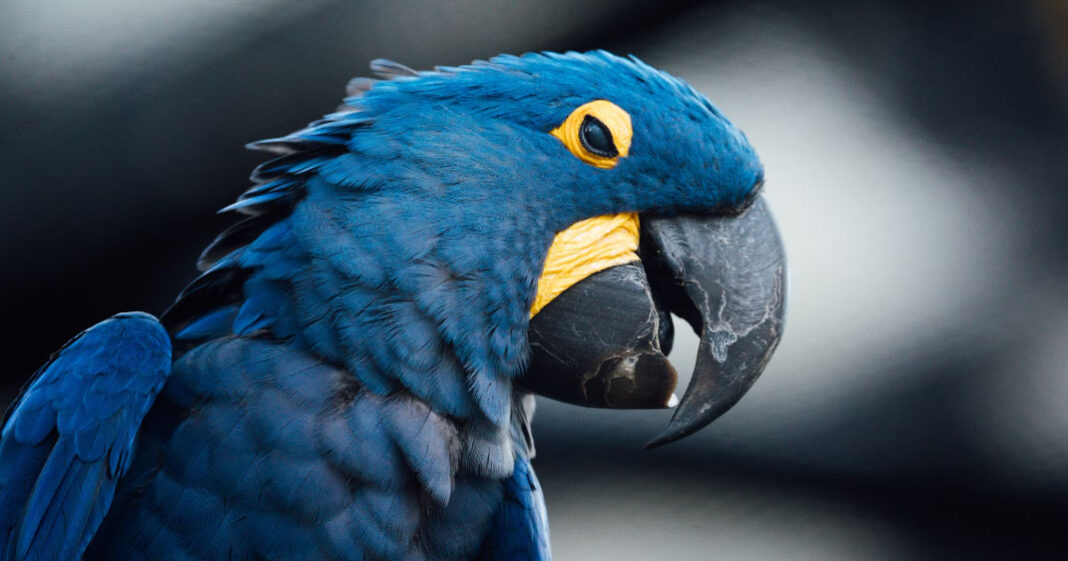 La fièvre du perroquet est une maladie touchant les oiseaux qui est transmissible à l'Homme