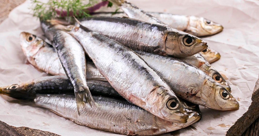 Les poissons gras sauvages sont les plus recommandés d'après les spécialistes