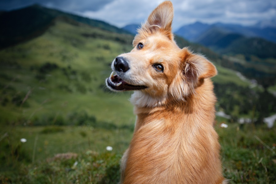 chien heureux maitre heureux