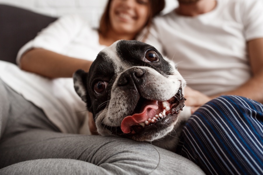 L'impact bénéfique des chiens sur notre santé mentale famille enfants 