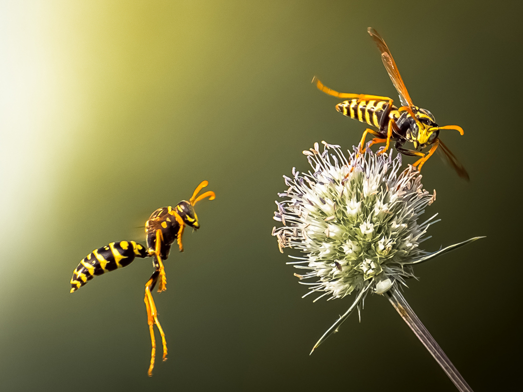 abeilles guêpes frelons différences (4)
