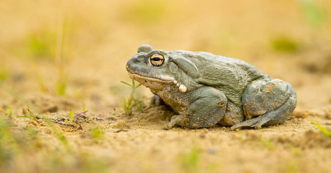 Le venin de crapaud pourrait soigner l'anxiété et la dépression