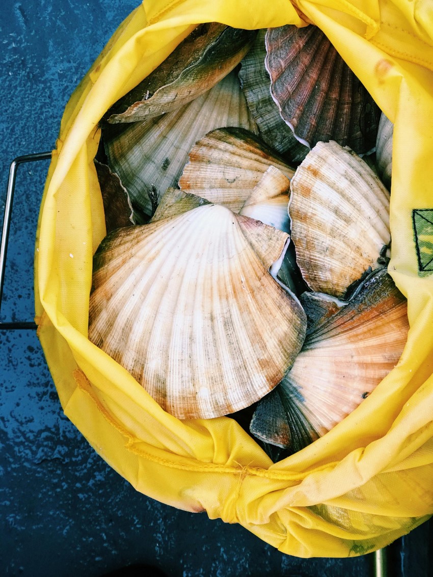 les bivalves super aliments (4)